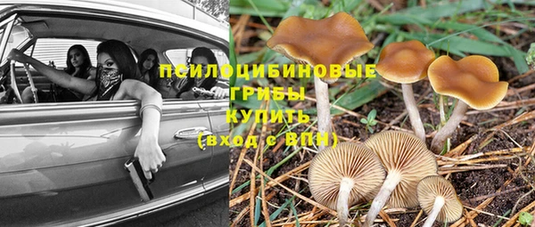 apvp Алзамай